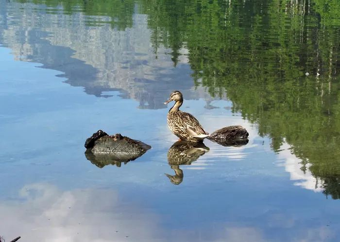 Appartement Stauden *